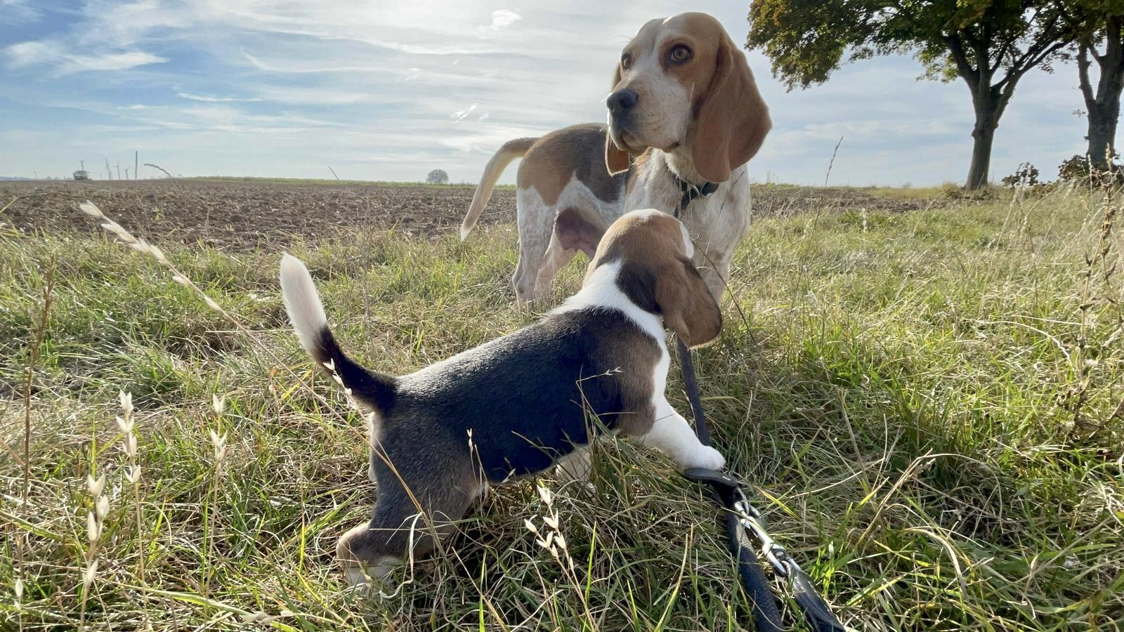 Kösterhof Foto von zwei Beagles Hunde Welpe