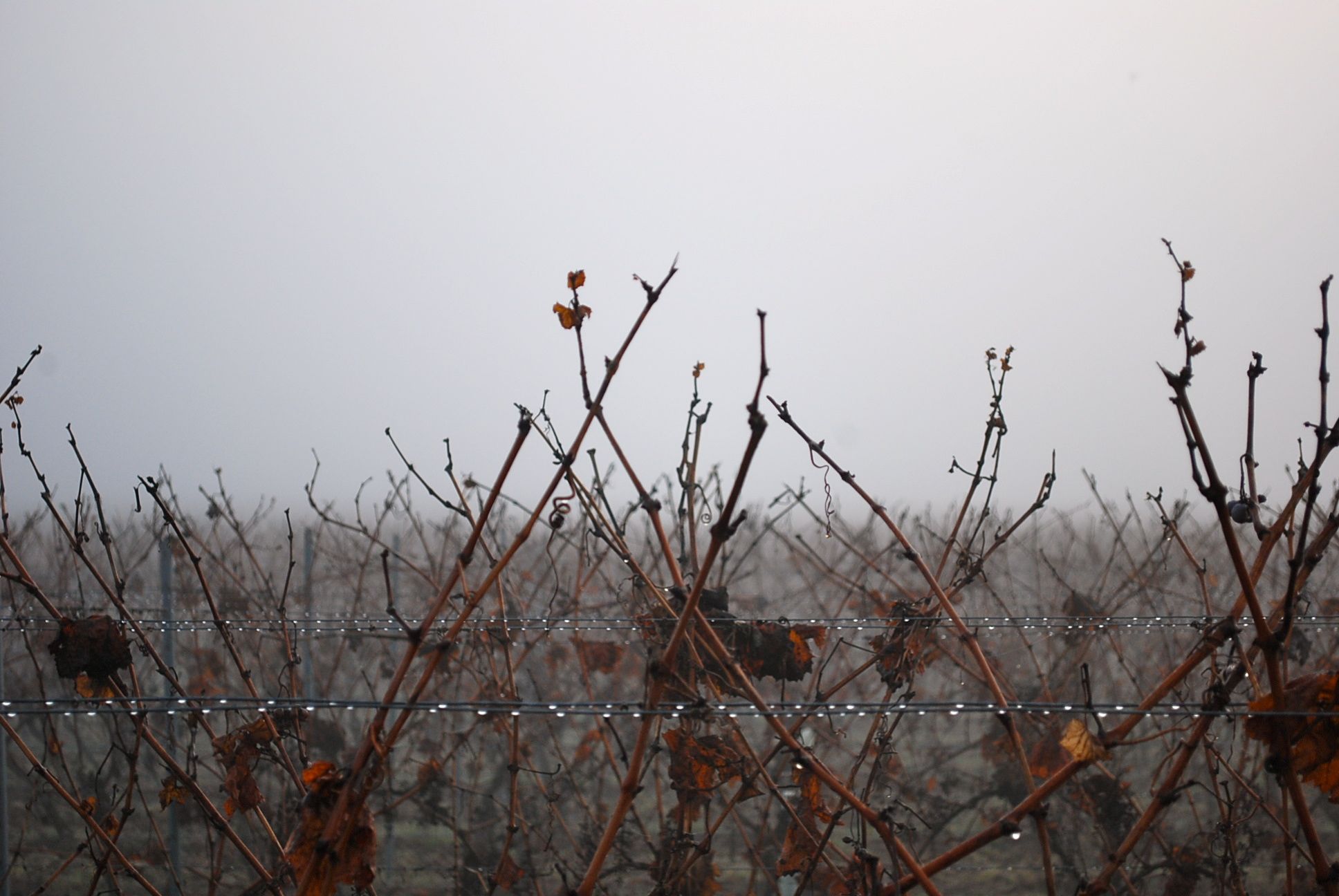 Kösterhof Foto von Weinberg im Frost Winter