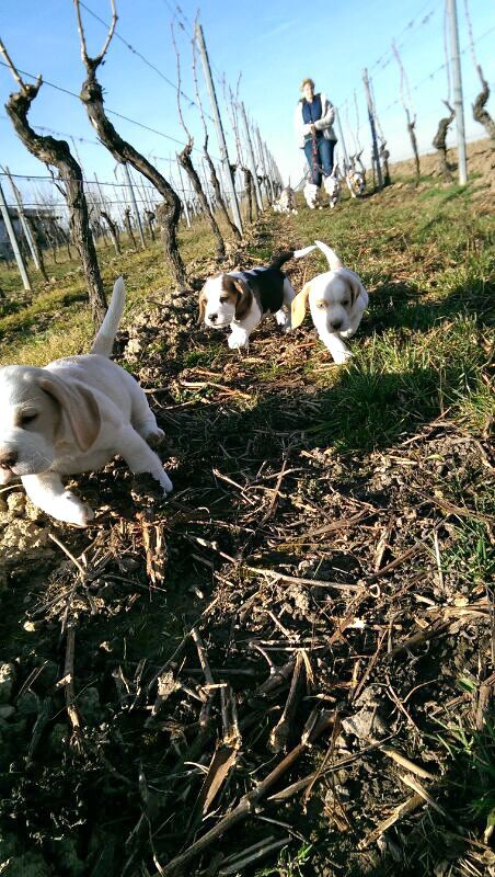 Kösterhof Foto von einem Rudel Hunde Welpen im Weinberg